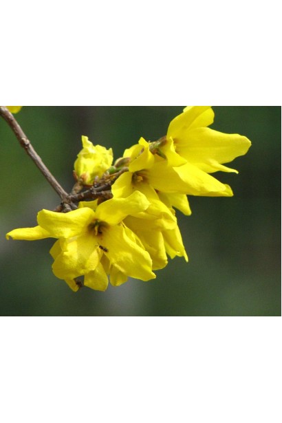 Молодий приріст форзиції Кумсон